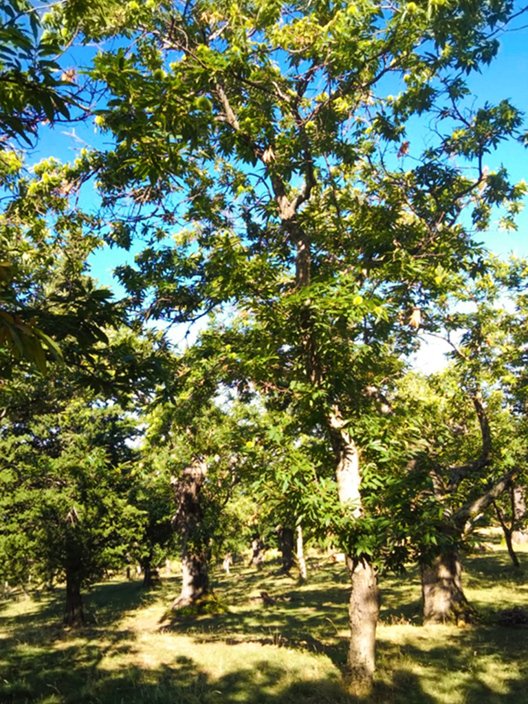 Immagine WhatsApp 2024-04-11 ore 10.04.35_241a7d24